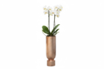 Reversible Planter w/ Insert